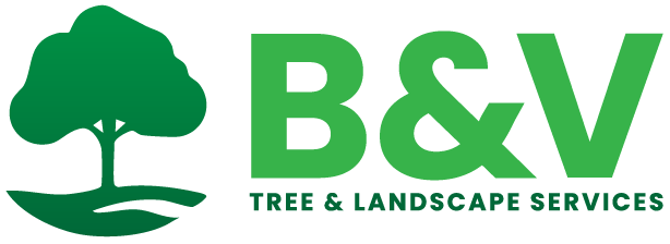 B & V Tree & Landscape Services