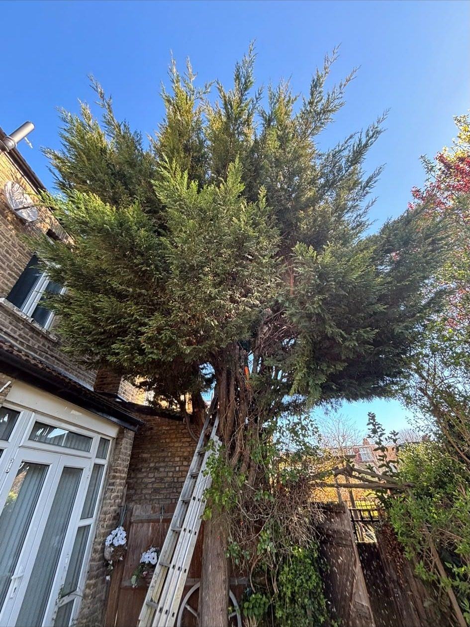 A large conifer grown up against the side of a house