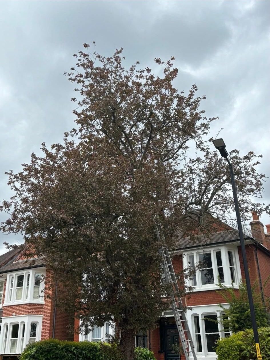 A large tree alongside a terraced house before work