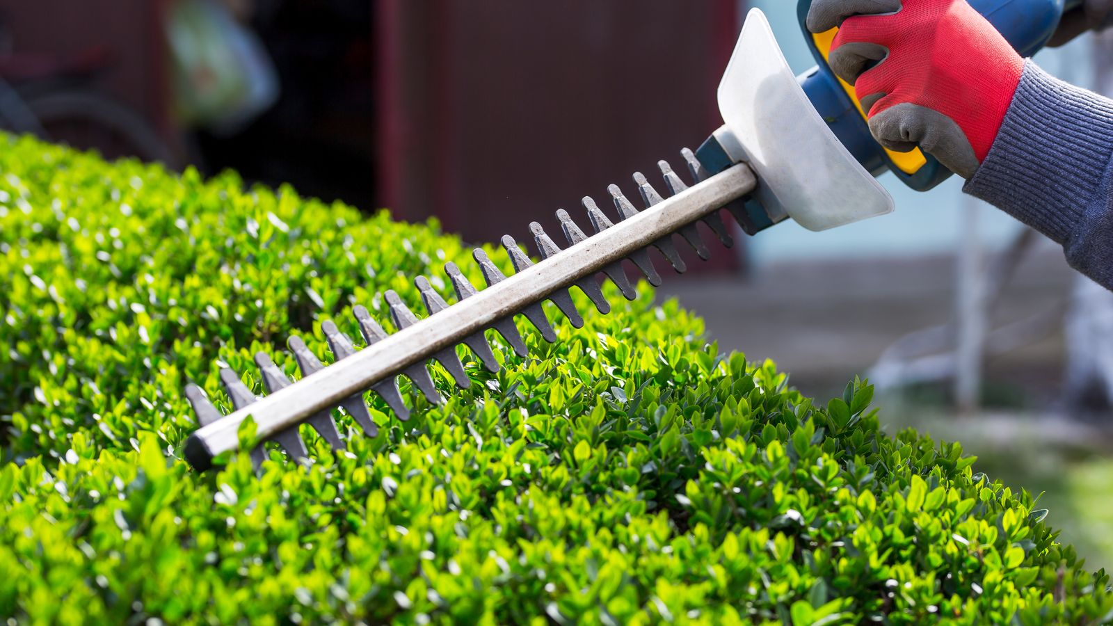 Hedge Cutting being carried out on a London property