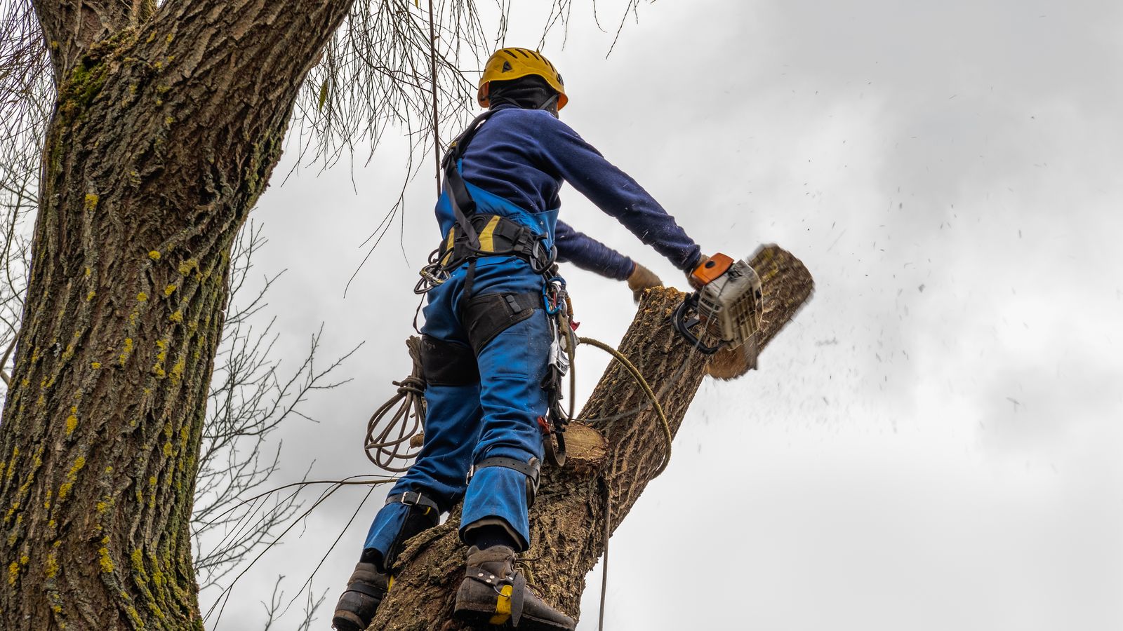 Tree Surgery being carried out on a Dulwich property