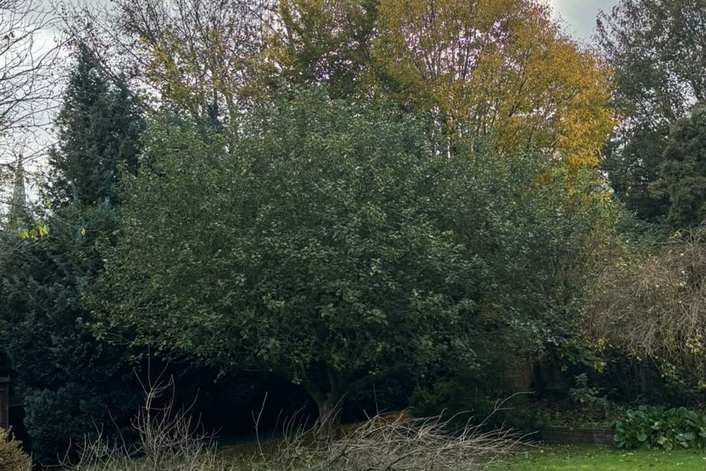 Tree Felling carried out by B & V