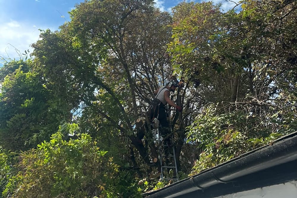 Tree Surgery carried out by B & V