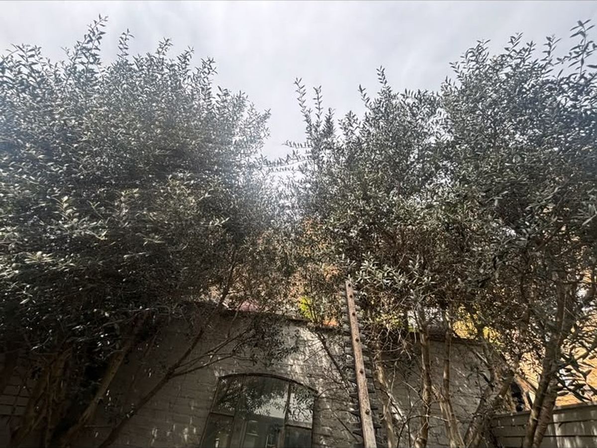 Overgrown trees standing above a boundary wall