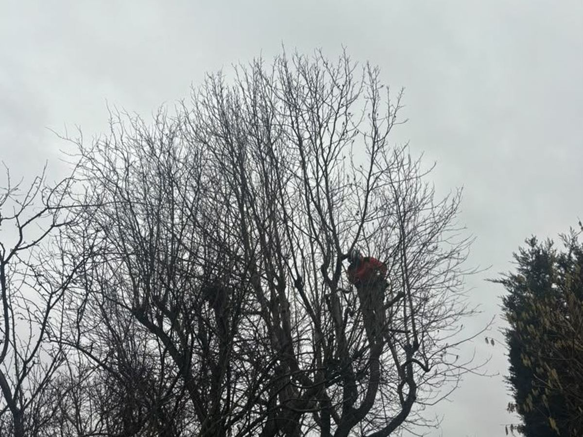 Trees cut back hard to their main limbs