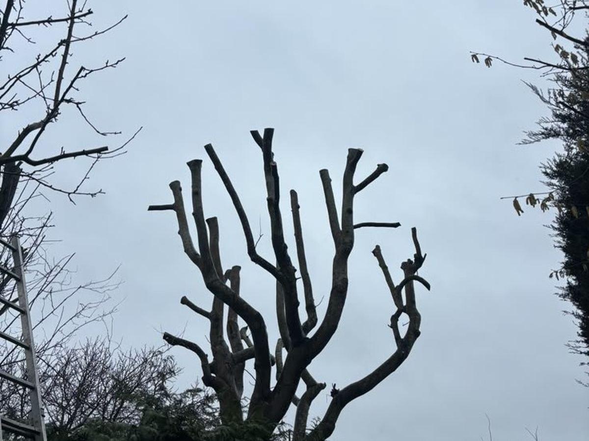 A tree pollarded back against an open sky